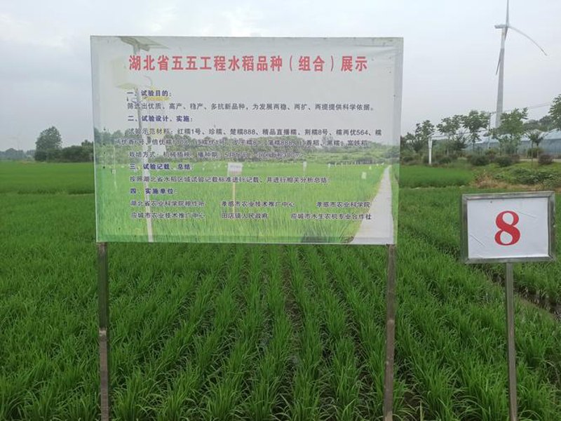 湖北粮视：现代农业技术引领种植新风尚